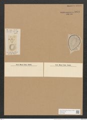 Campylodiscus ehrenbergii Ralfs (de-Toni-Nr.: Genus 57, Species 2523) Zeichnungen Sammlung Grunow Nr. 5031 (NHMW-BOT-W0373288)